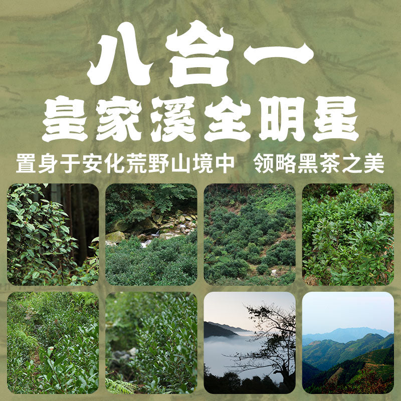 The Beauty of Grand Wilderness | Anhua Dark Tea Sample Set