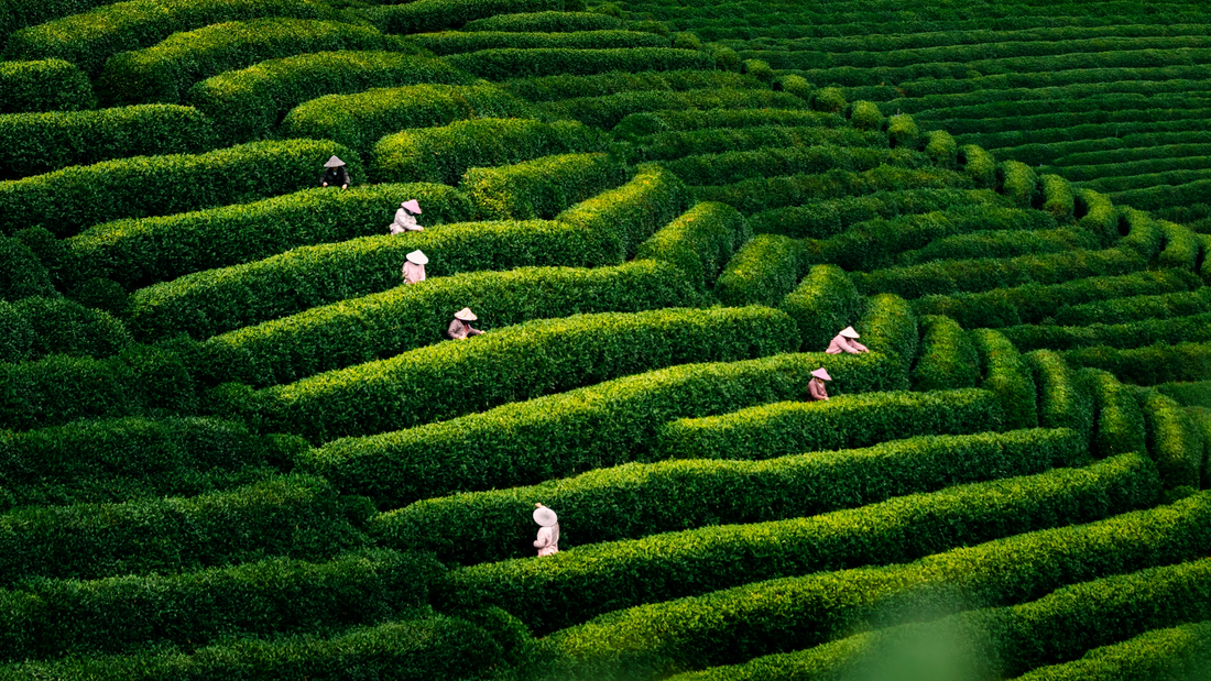 Discovering White Tea: Origins, Aging Secrets, and Brewing Tips