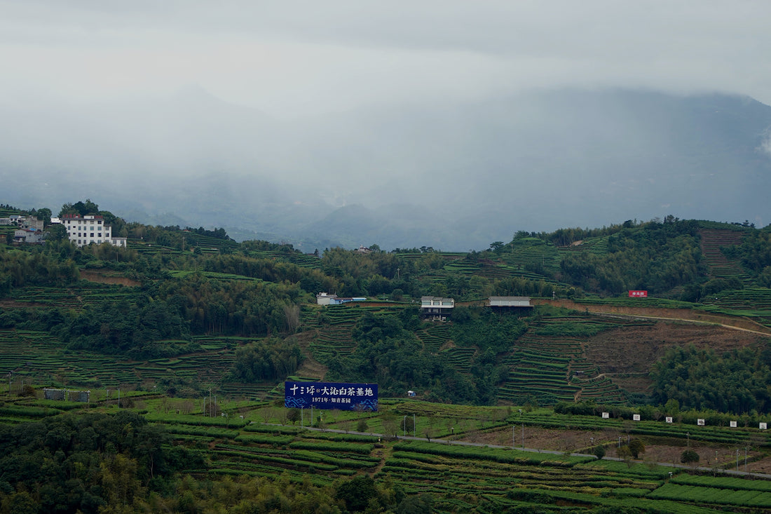 From Bud to Brew: The Minimalist Magic of White Tea