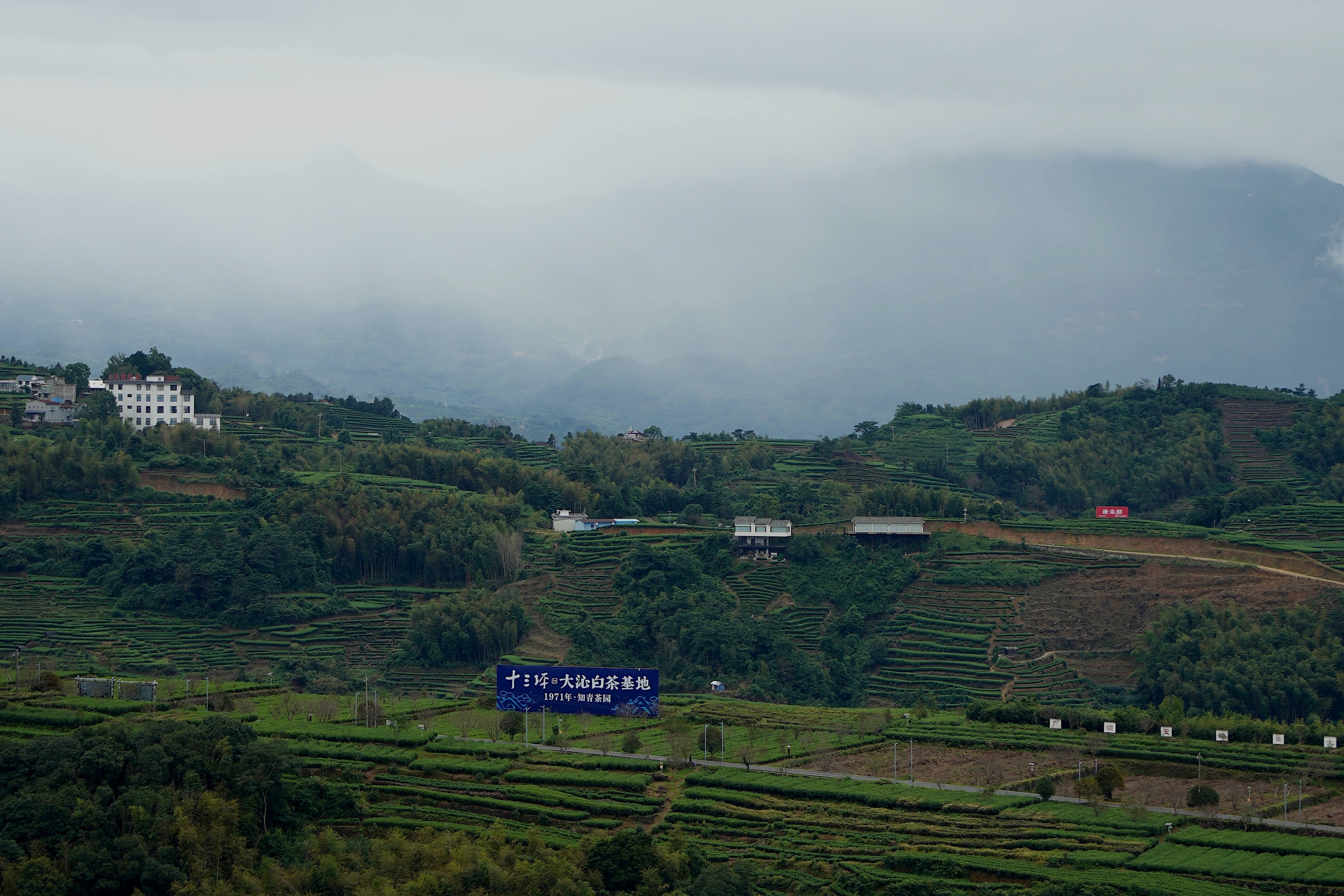 From Bud to Brew: The Minimalist Magic of White Tea