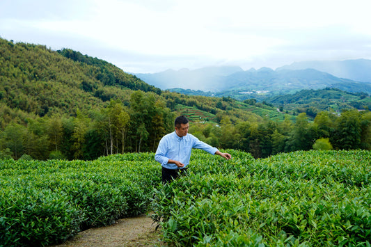 Fuding White Tea: A Timeless Journey of Elegance and Flavor