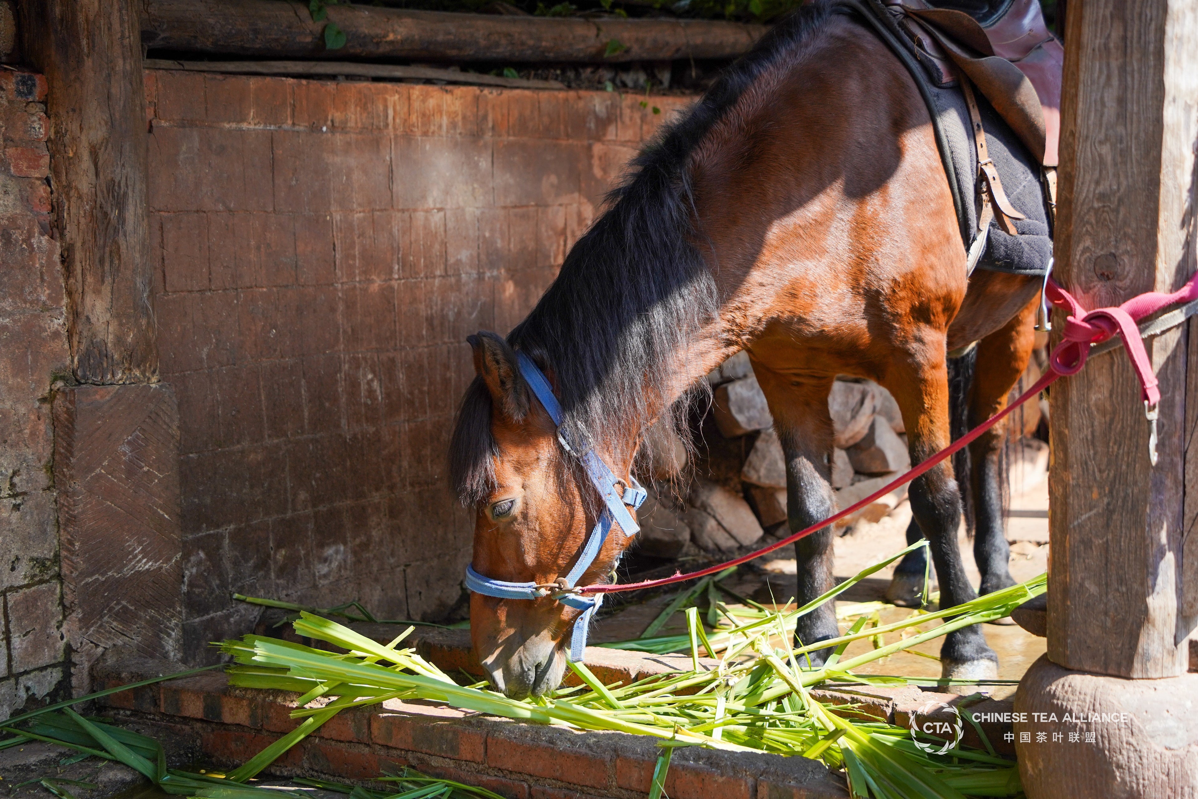 Yunan-Pu'er: A Journey into the Tea Horse Road