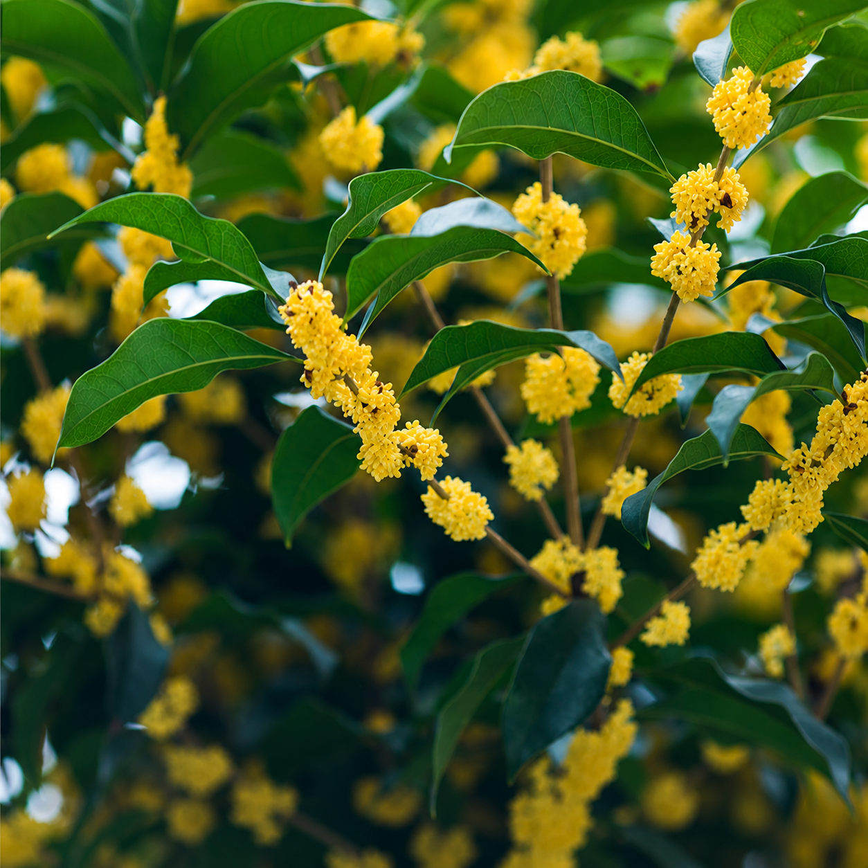Jin Gui – Golden Osmanthus Blossom Keemun Black Tea