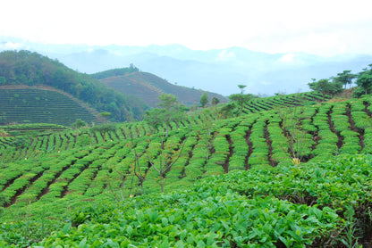 Organic Ripe (Shou) Pu-erh Tea Cake