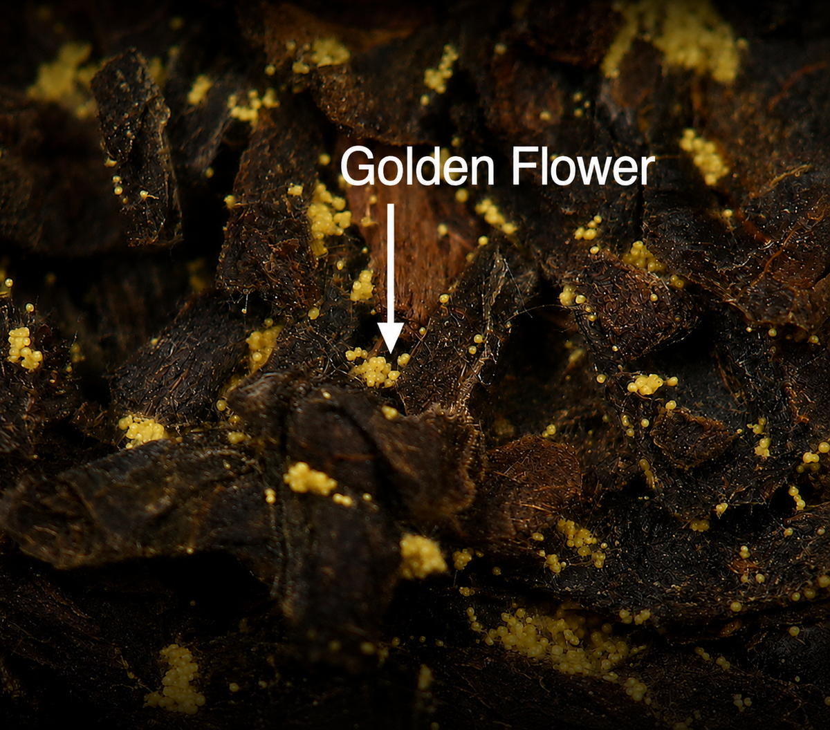 Forest Mist – 2022 Anhua Fu Brick Dark Tea Heicha