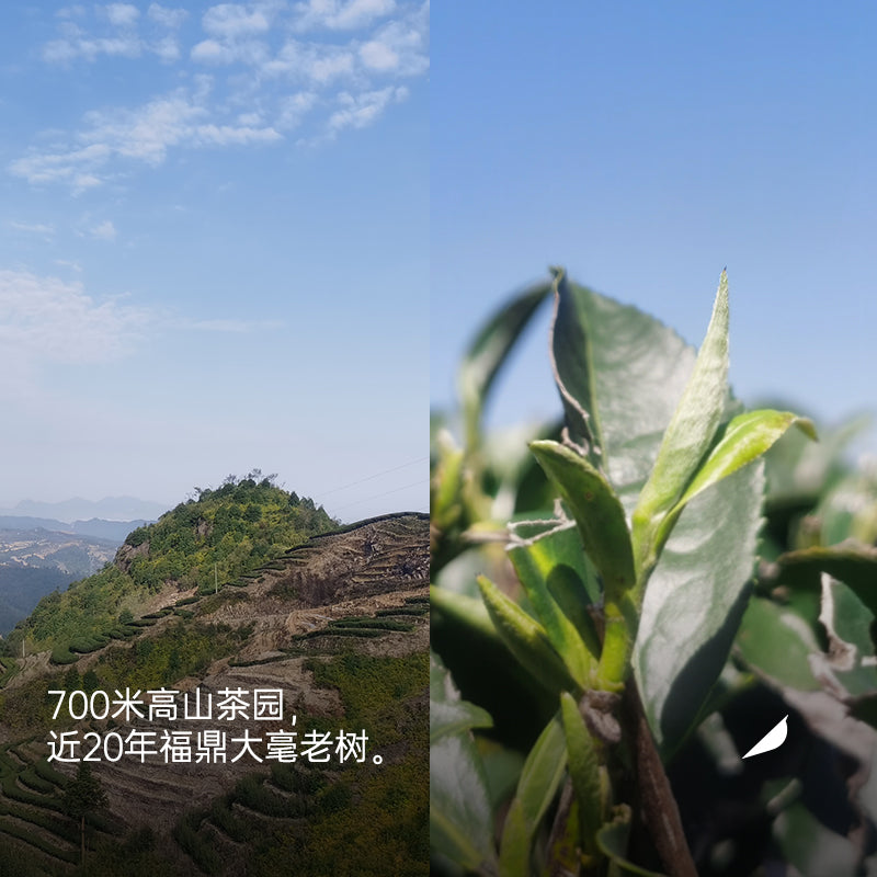 2017 Fuding Golden Award Shoumei White Tea