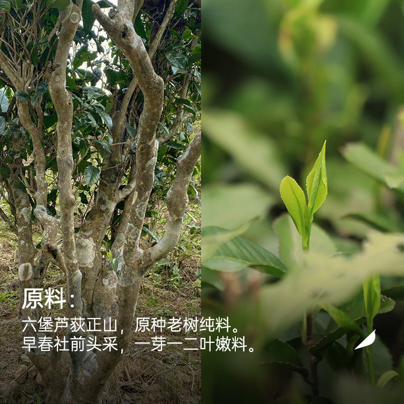 2025 Sheqian Liu Bao Tea