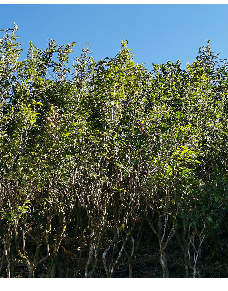 Yejing Fanghua – Wild Ancient Tree White Tea 30g