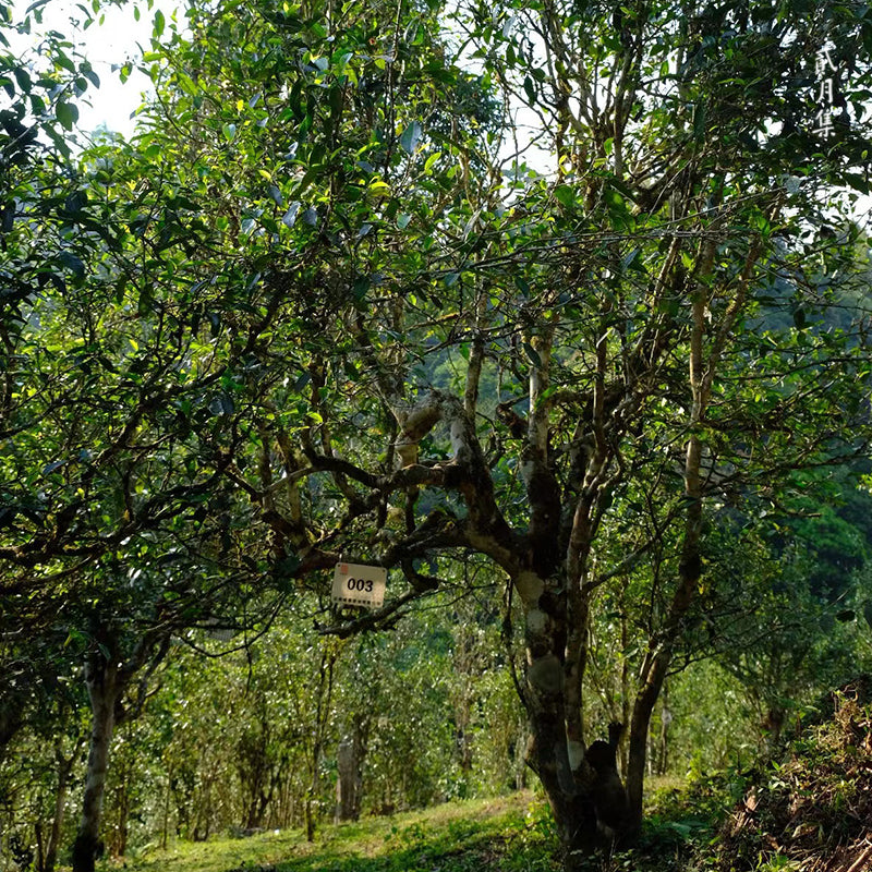 Ancient Tea Tree Ripe (Shou) Pu-erh Tea