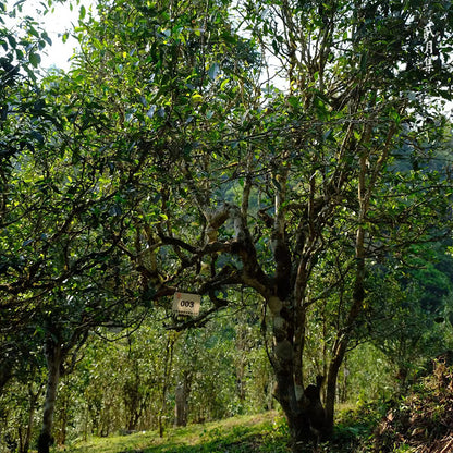 Ancient Tea Tree Ripe (Shou) Pu-erh Tea