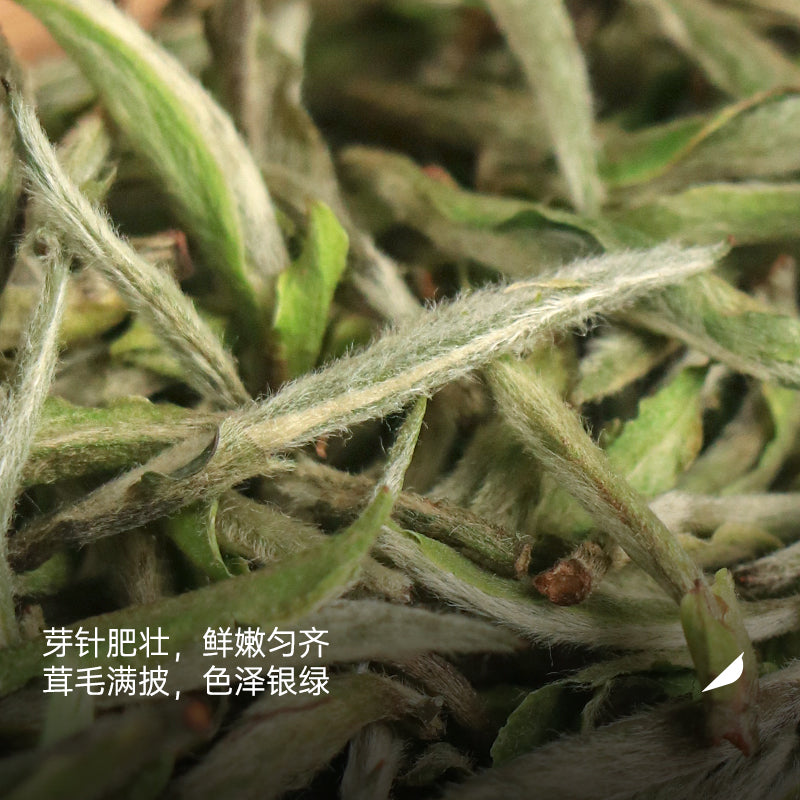 2025 Dragon Bud | Panxi Charcoal-Baked Silver Needle