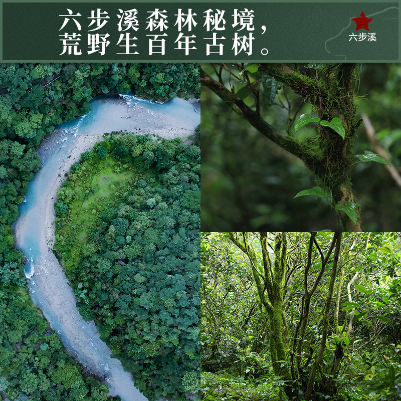 Liubu Linglong Anhua Dark Tea | Wild Old Tree Tianjian Tea Thin Disc