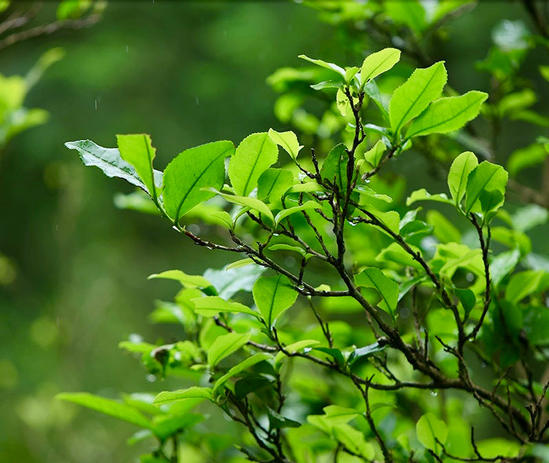 2019 Anhua Dark Tea – Mulan Dew Wild Flower Brick Tea