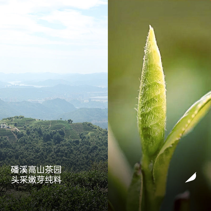 2025 Dragon Bud | Panxi Charcoal-Baked Silver Needle