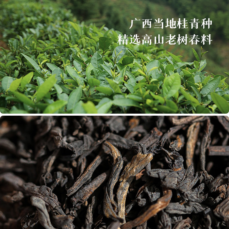 2000 Ginseng Aroma Liu Bao Tea