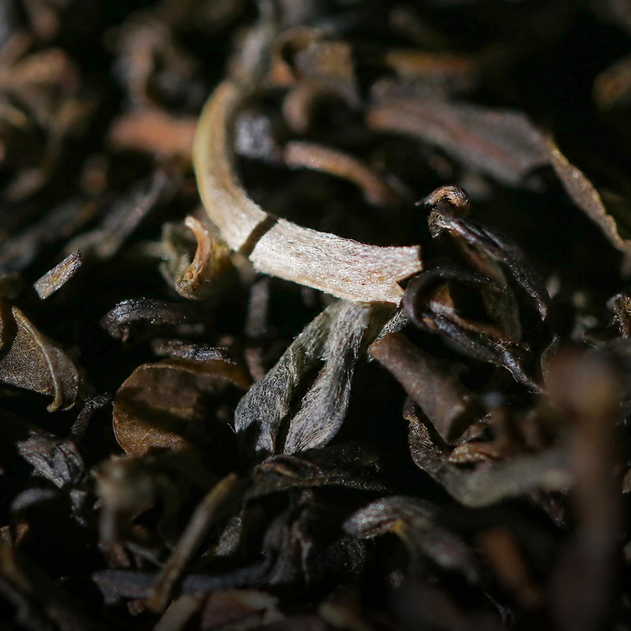 Sheqian – Liu Bao Tea