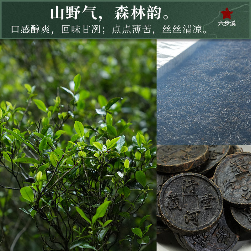 Liubu Linglong Anhua Dark Tea | Wild Old Tree Tianjian Tea Thin Disc