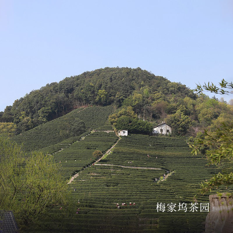 2025 Meijiawu West Lake Longjing
