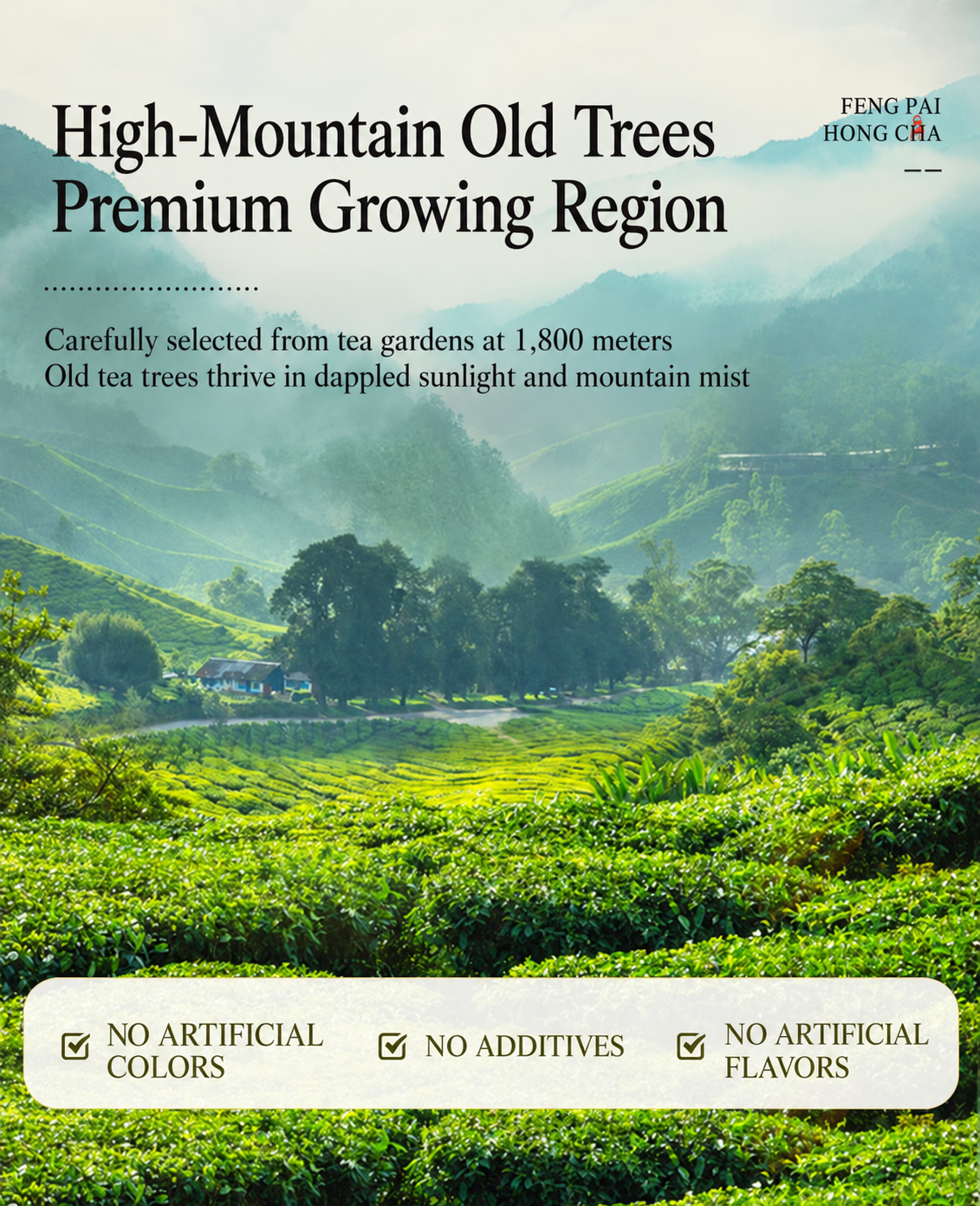 Huangye – Wild Old Tree Yunnan Dianhong Black Tea