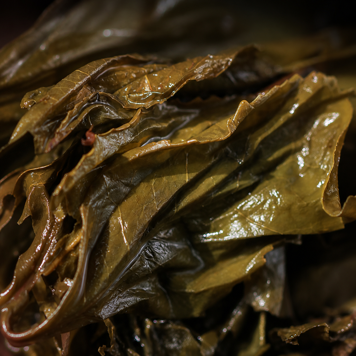 Dragon and Horse –Wild Ancient Tree Fu Brick Tea