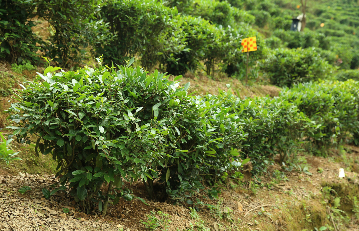 Awarded 2017 Little Buds Six Forts (Liubao) Tea