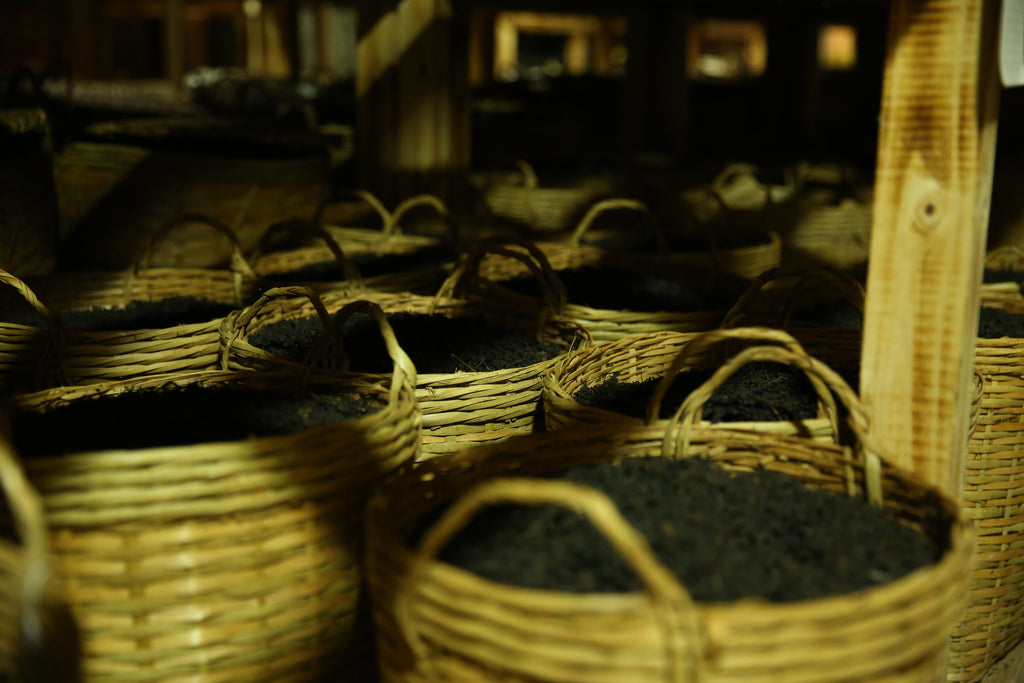 Ginseng Aroma – 2017 Liu Bao Tea
