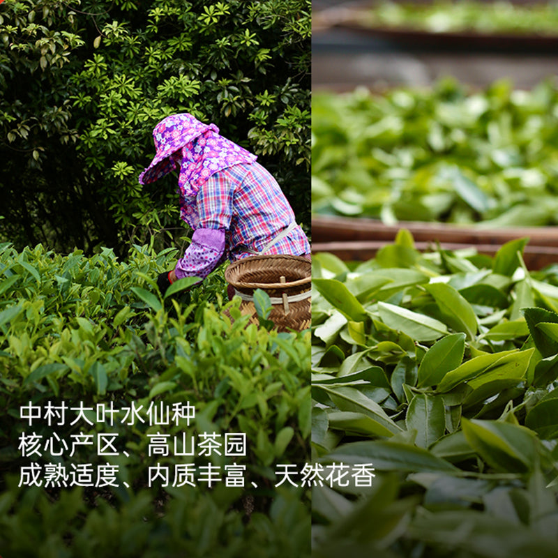 Qinghua Zhangping Shuixian Oolong Tea