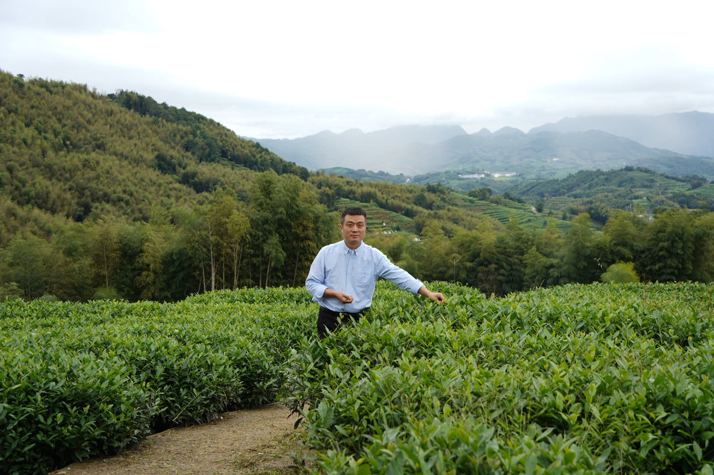 White Hair Silver Needle (Bai Hao Yin Zhen) White Tea