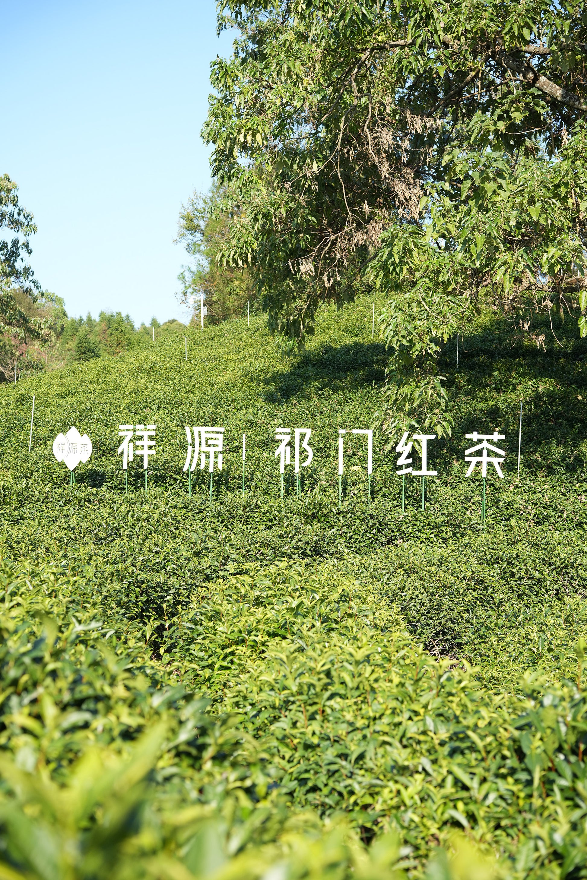 Premium Keemun Black Tea