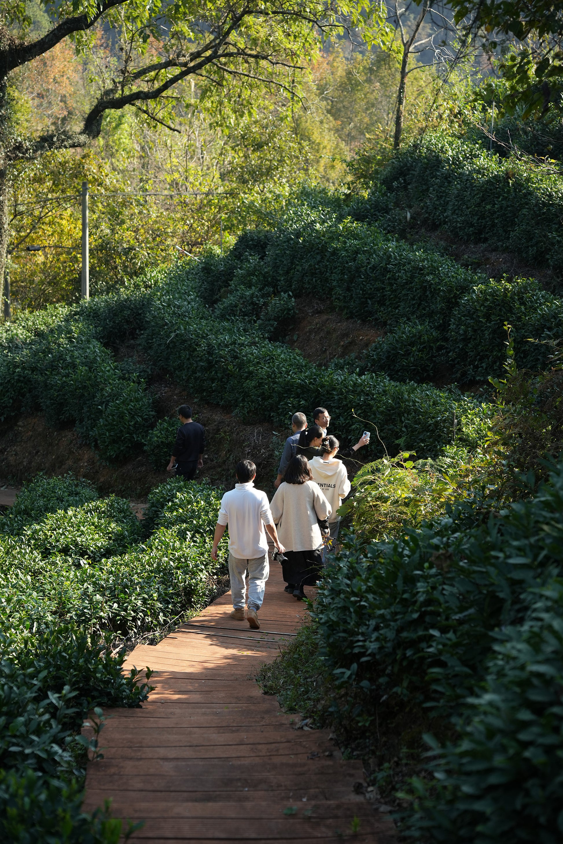 Premium Keemun Black Tea