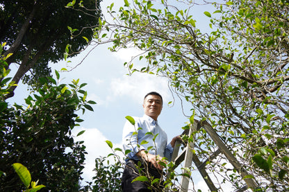 Ancient Tea Tree Ripe (Shou) Pu-erh Tea