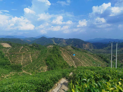 Ya Shi Xiang Phoenix Dancong Oolong Tea