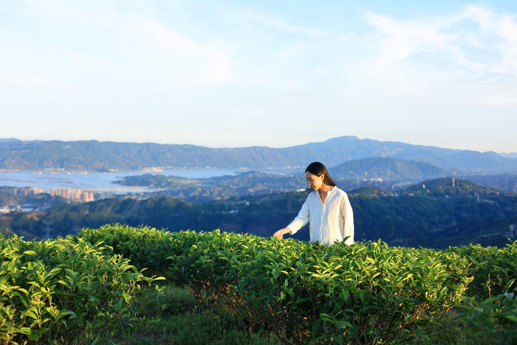 Tea Academy – Chinese Tea Alliance