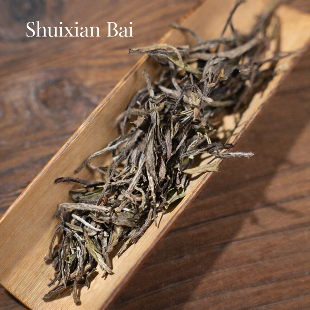 The Beauty of White Tea Cultivars – Zhenghe White Tea Tasting Set