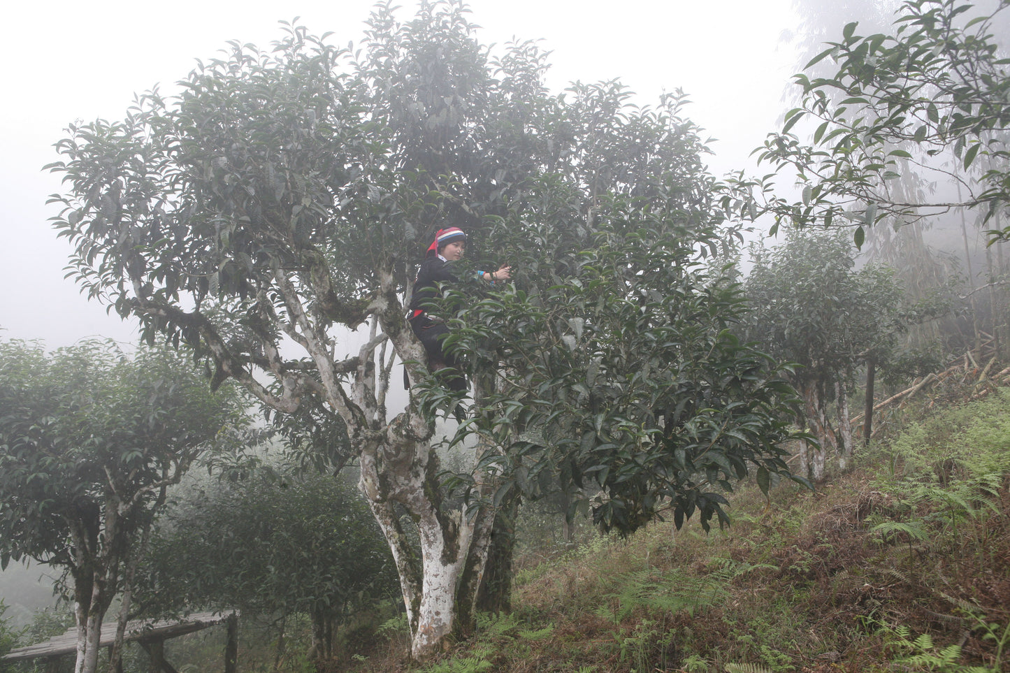 Ancient Tea Tree Ripe (Shou) Pu-erh Tea