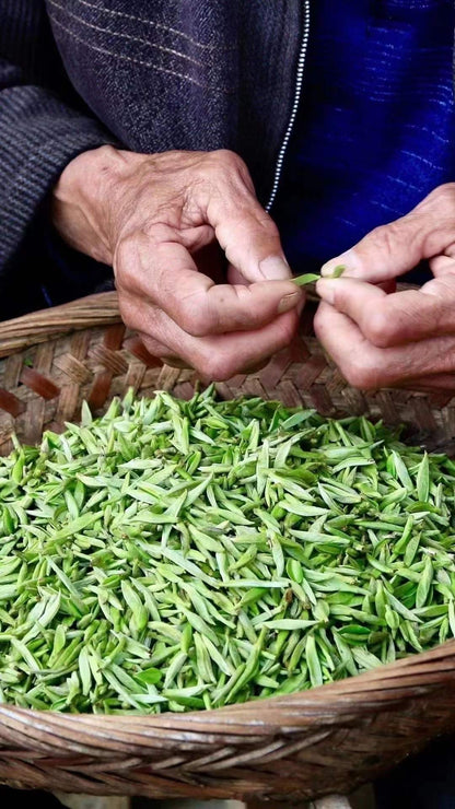 White Hair Silver Needle (Bai Hao Yin Zhen) White Tea