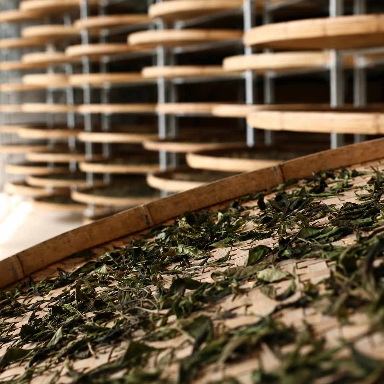 Yejing Fanghua – Wild Ancient Tree White Tea 30g