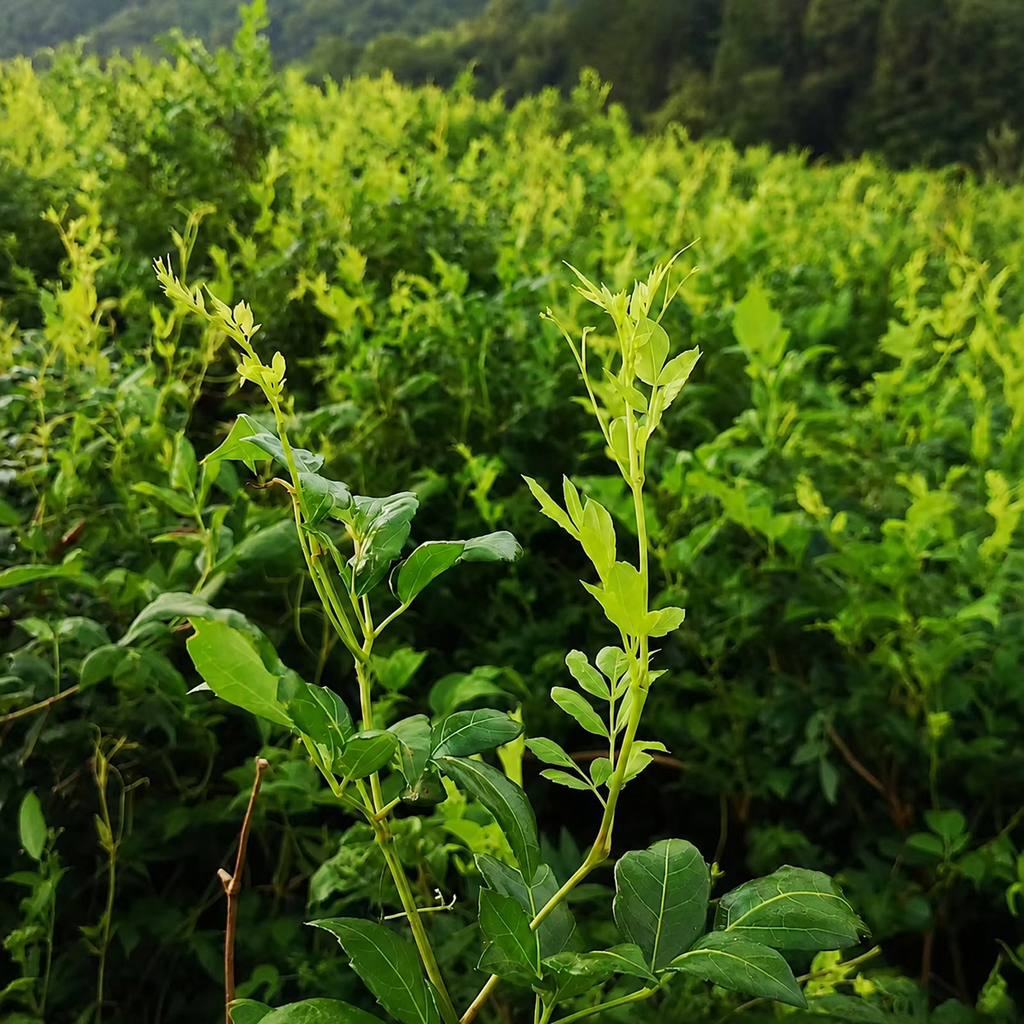 Vine Tea – Zhangjiajie High Mountain Mei Cha