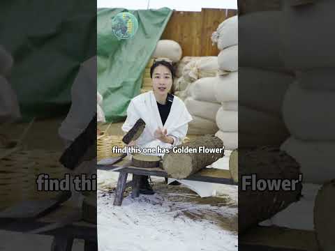 2016 Yu Qilin Anhua Dark Tea Cake