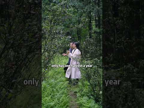 Beauty of Grand Wilderness | Anhua Dark Tea  Sample Set